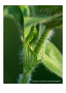 flowers of july 2015 milk thistle up close No.4