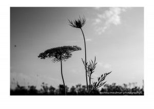 flowers of july 2015 queen annes lace black and white stately