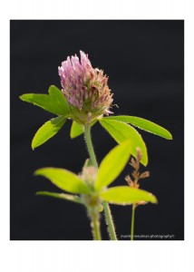 flowers of july 2015 red clover up close No.2