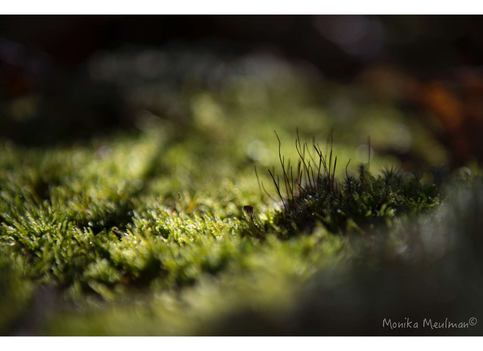 Canadian shield, northern Ontario single moss up close in the forest, nature photography