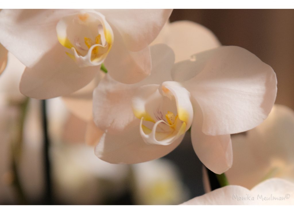 Orchid Blooms Soft Rose Bouquet