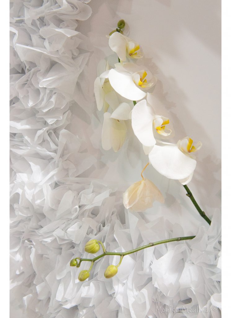 WHITE ORCHID BEAUTY