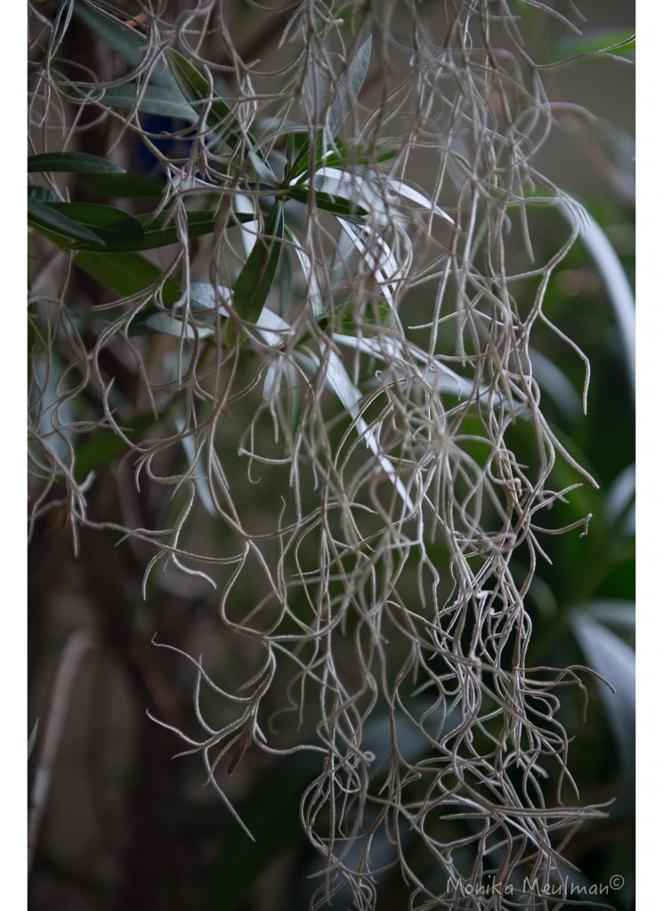 SPANISH MOSS HANGING A BEAUTIFUL FLORAL CREATION OF NATURE 3