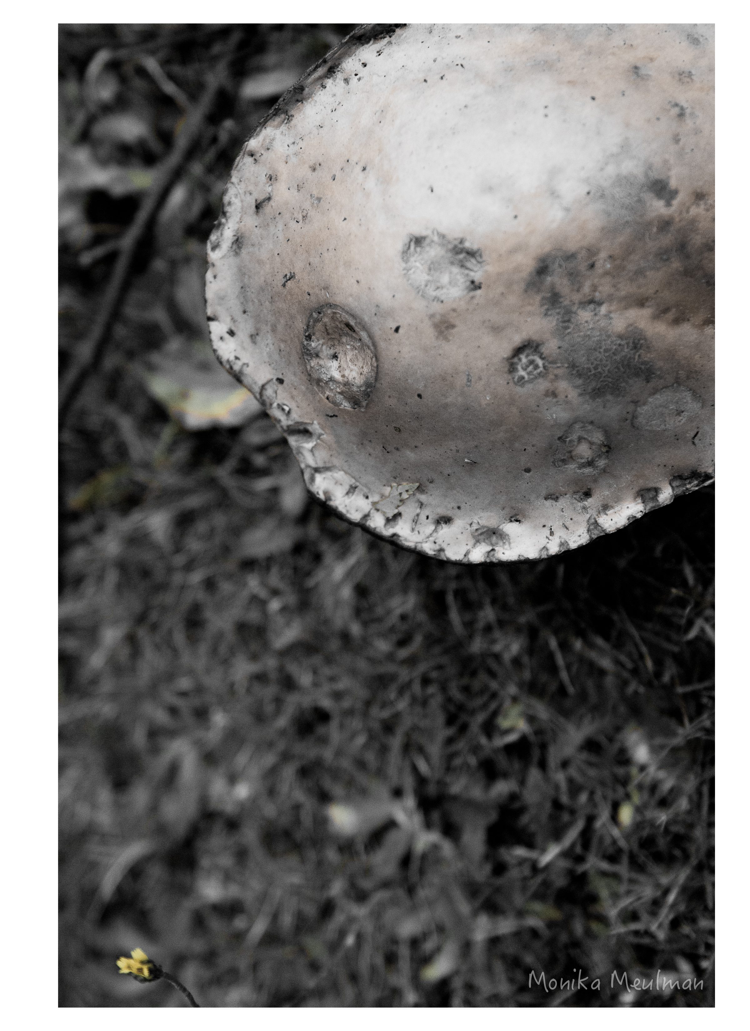 perception nature photo series sepia tone fall mushroom looks like the moon. soft yellow floral peeks at you from the bottom corner of the frame