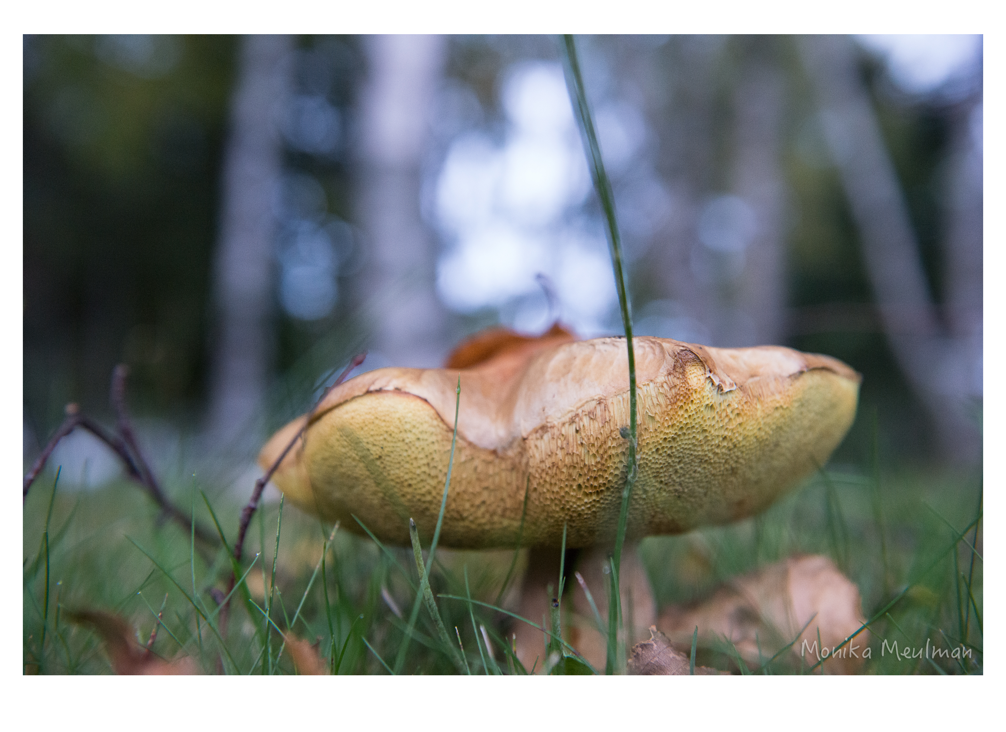 golden brown mushroom of fall with blades of grass. gold of september perception nature photo series