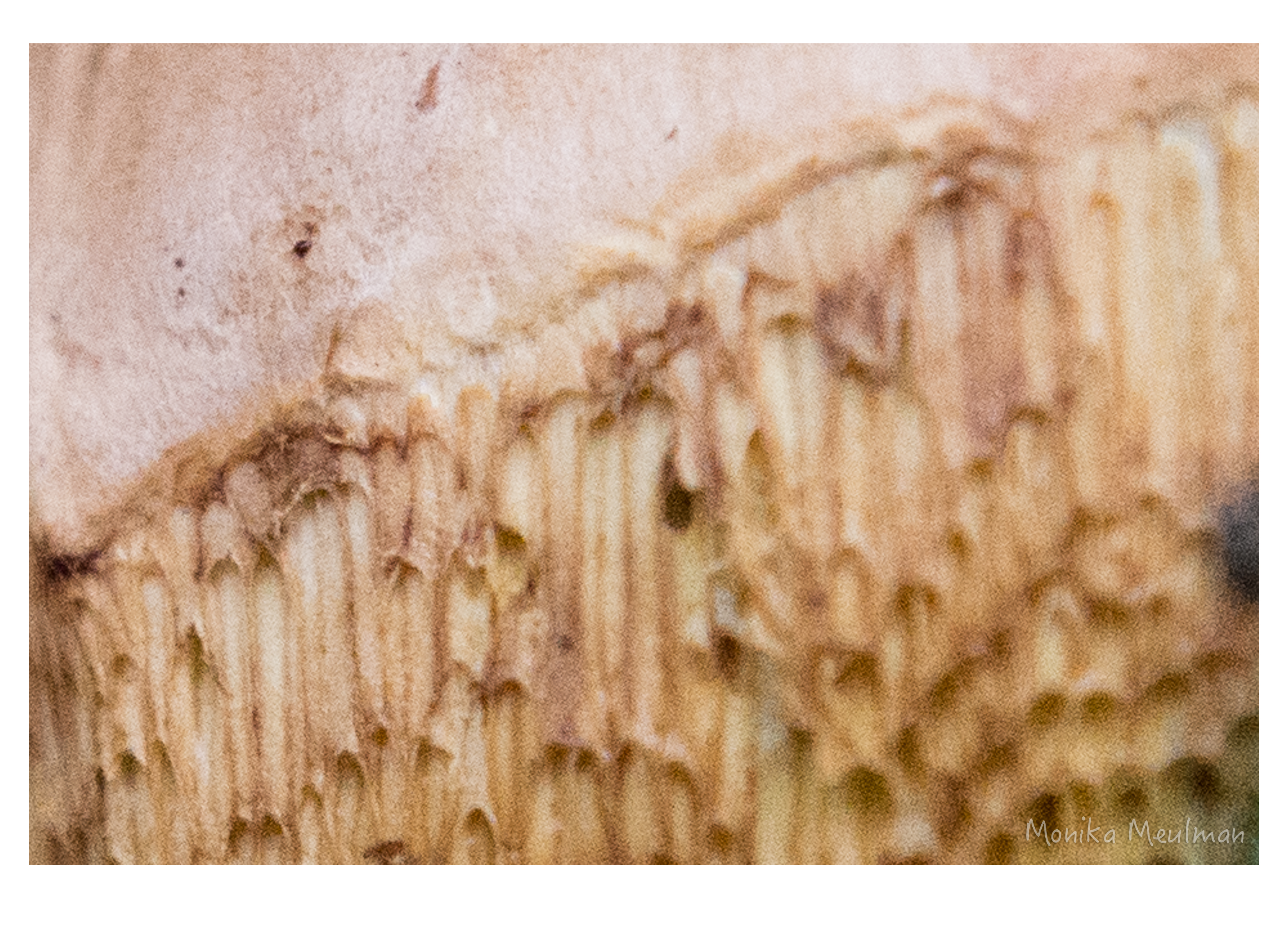gold of september perception nature photo series exploring the texture of fungi