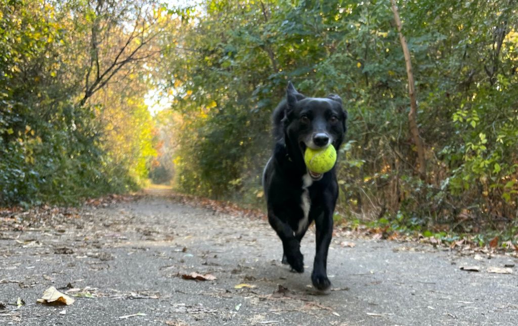 ross walks in the woods with his ball