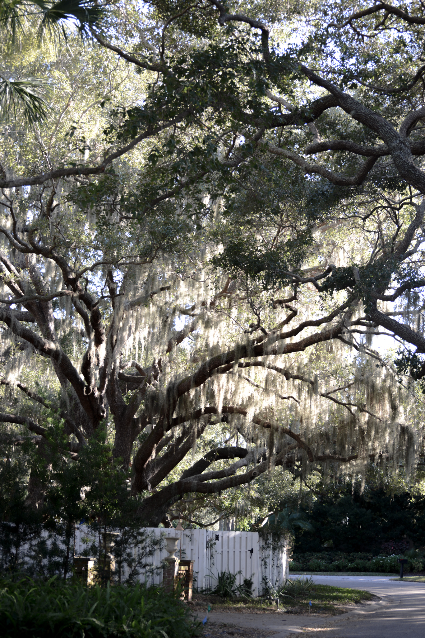 An Arborist Paradise - Walking amongst 100 year old Trees in Florida