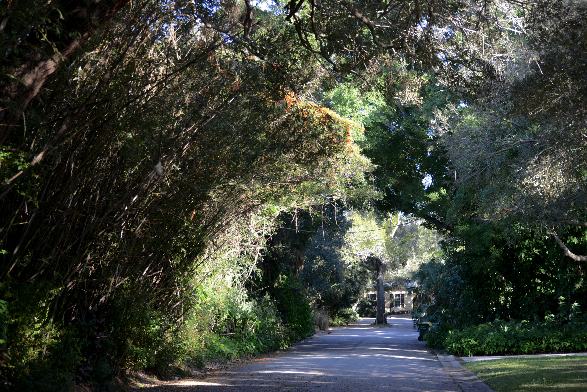 In this enchanting long entrance drive, the light dances among the handing moss.  An Arborist Paradise - Walking amongst 100 year old Trees in Florida
