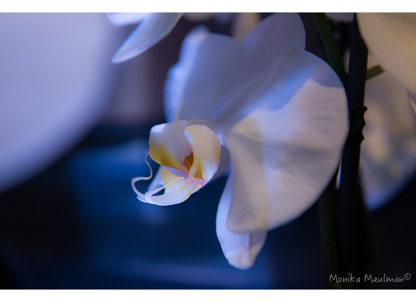 WHITE ORCHID AT CANADA BLOOMS SPRING EXHIBITION ON BLUE BACKGROUND - FLOWER PHOTOGRAPHY
