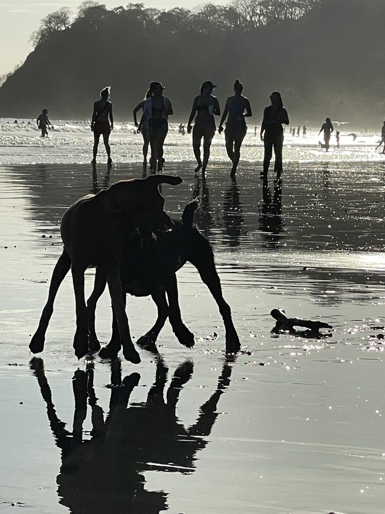 Dogs playing and people walking on Samara Beach, Costa Rica