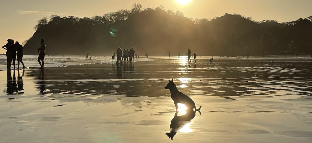 chihuahua on the beach with sunset warm haze in costa rica